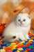 Yuri | Scottish Fold Kitten