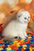 Yuri | Scottish Fold Kitten
