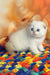 Yuri | Scottish Fold Kitten