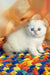 Yuri | Scottish Fold Kitten