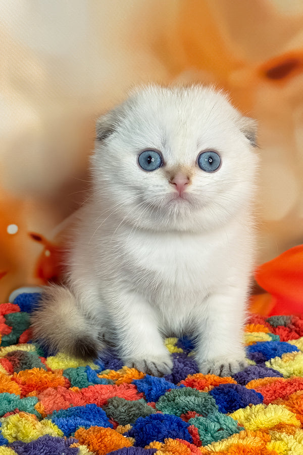 Yuri | Scottish Fold Kitten
