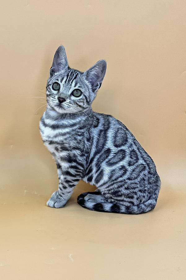 Yasmine | Bengal Kitten