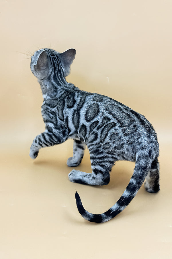 Yasmine | Bengal Kitten