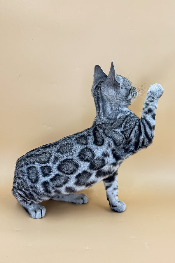 Yasmine | Bengal Kitten