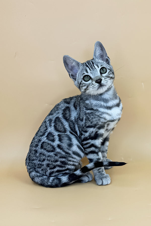 Yasmine | Bengal Kitten