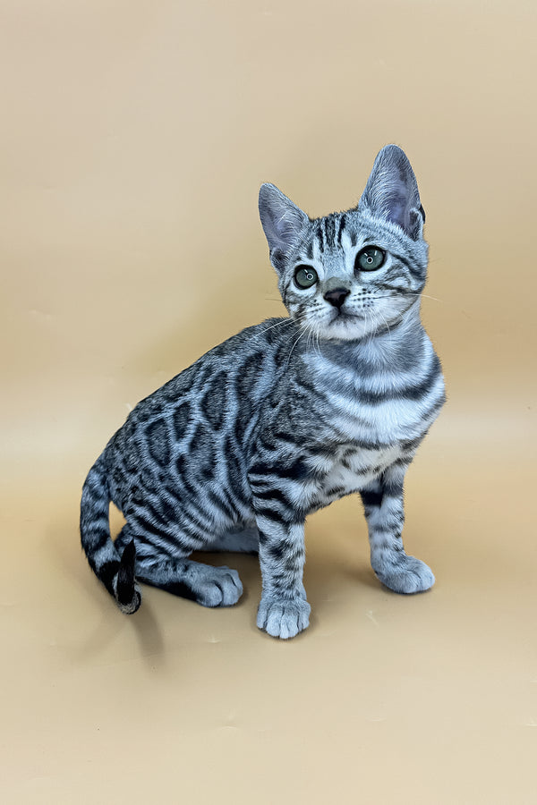 Yasmine | Bengal Kitten