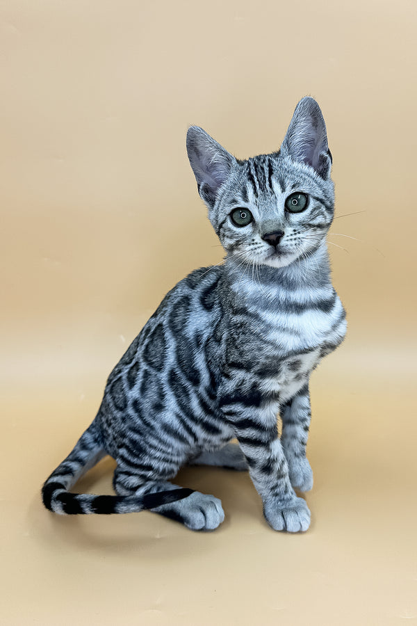 Yasmine | Bengal Kitten