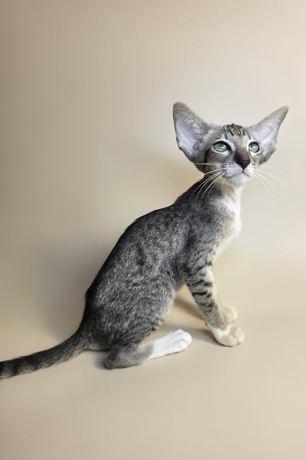 Yoshi | Oriental Shorthair Kitten