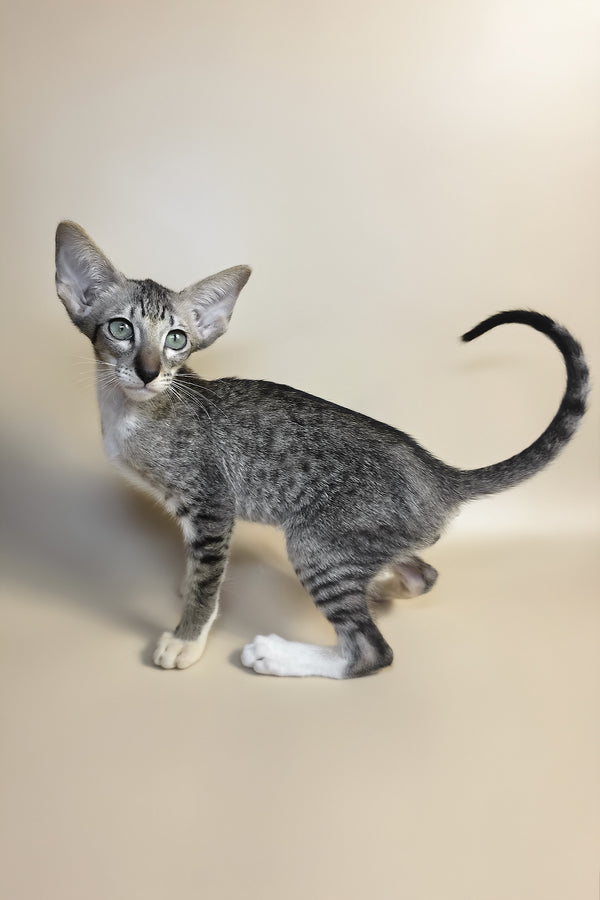 Yoshi | Oriental Shorthair Kitten