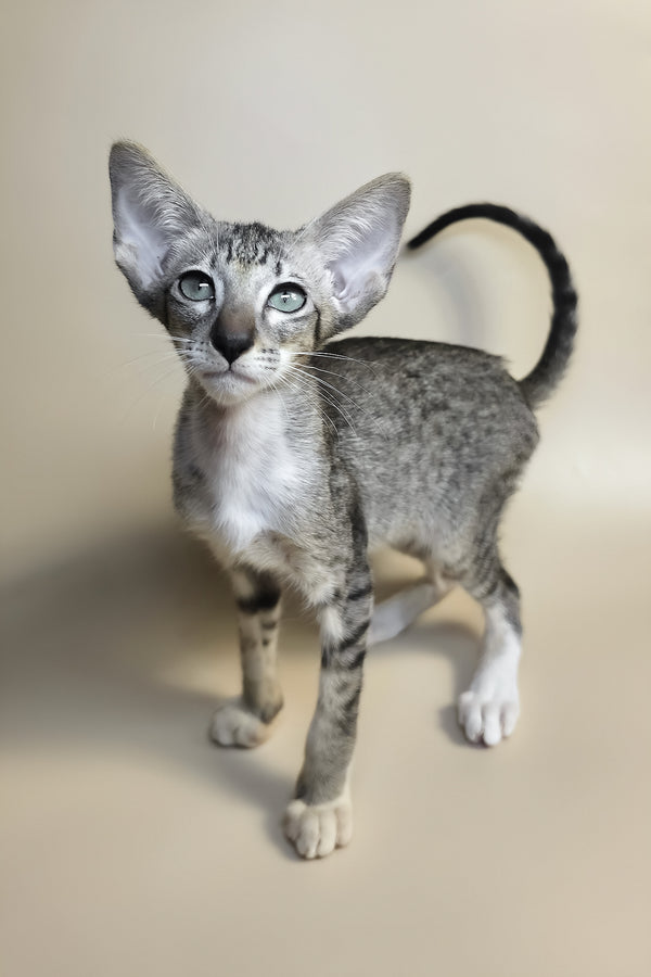 Yoshi | Oriental Shorthair Kitten