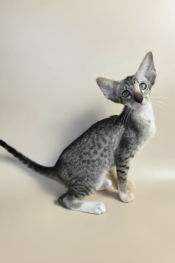 Yoshi | Oriental Shorthair Kitten