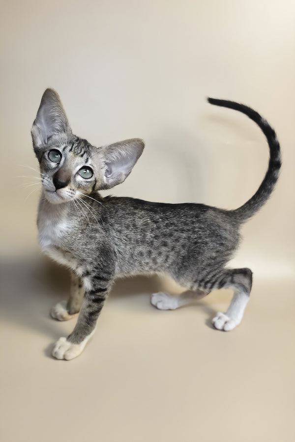 Yoshi | Oriental Shorthair Kitten