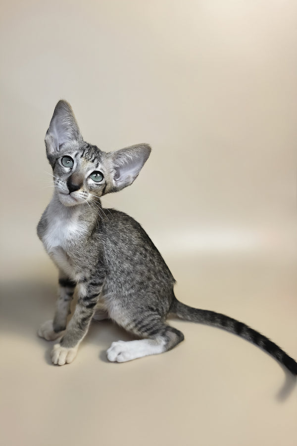 Yoshi | Oriental Shorthair Kitten