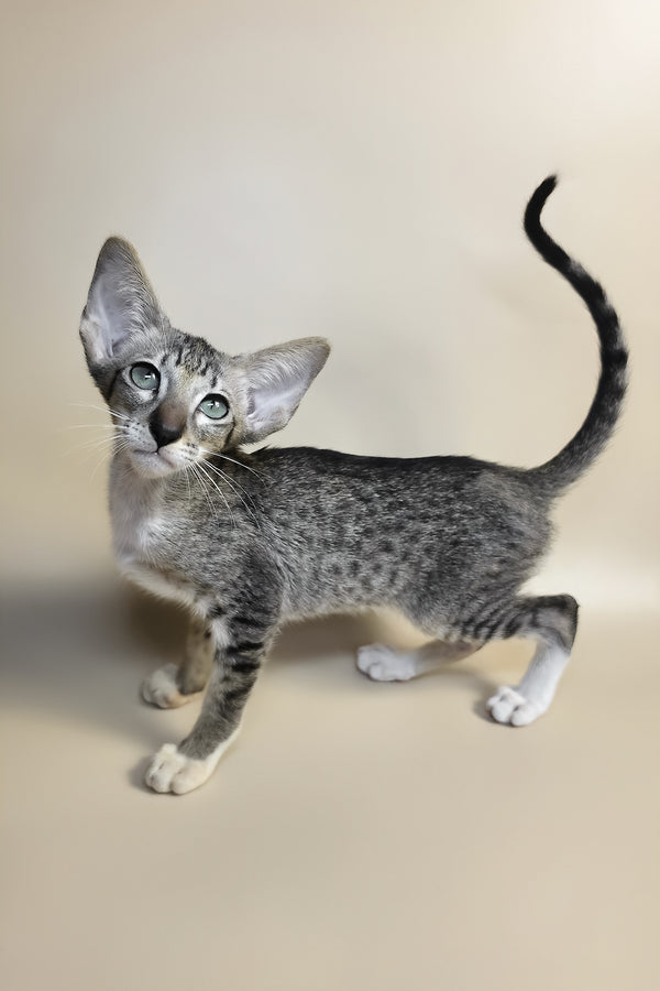 Yoshi | Oriental Shorthair Kitten