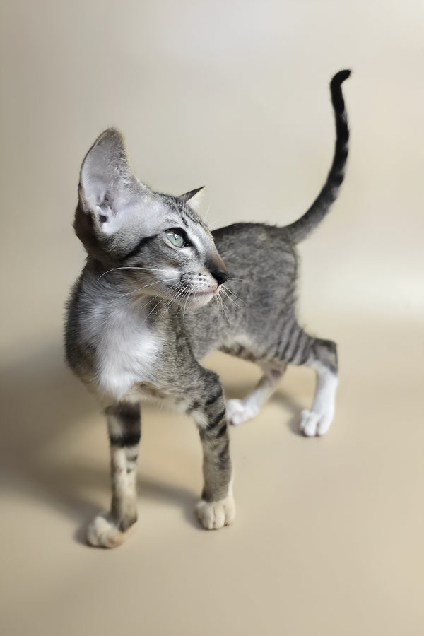 Yoshi | Oriental Shorthair Kitten