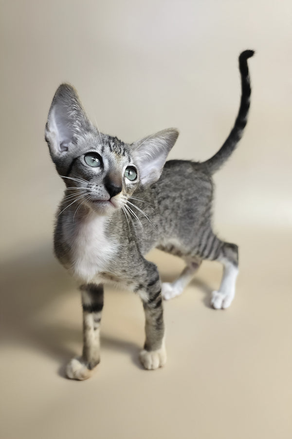 Yoshi | Oriental Shorthair Kitten