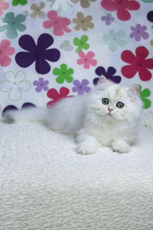 Yuki | British Longhair Kitten