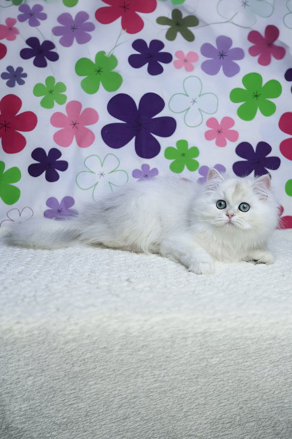 Yuki | British Longhair Kitten