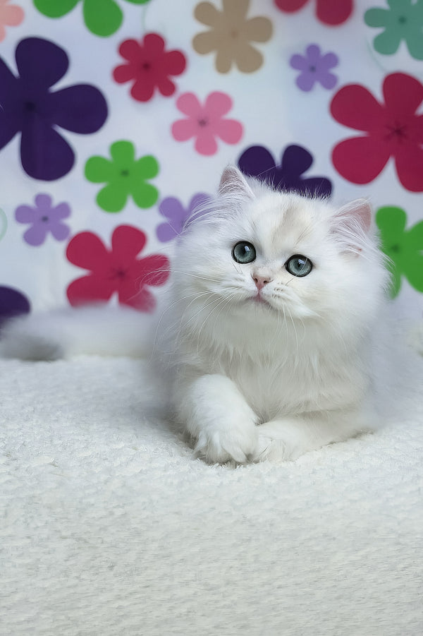 Yuki | British Longhair Kitten