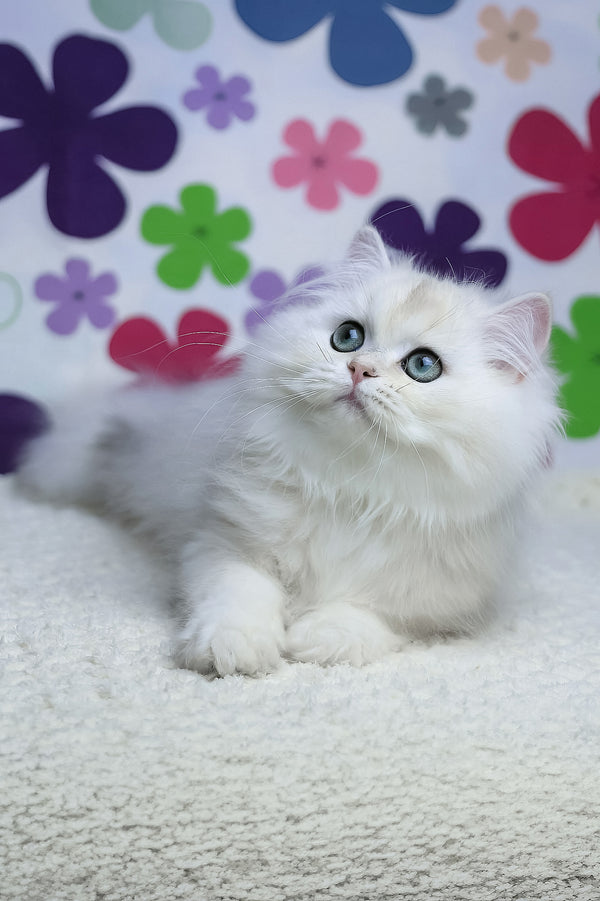 Yuki | British Longhair Kitten
