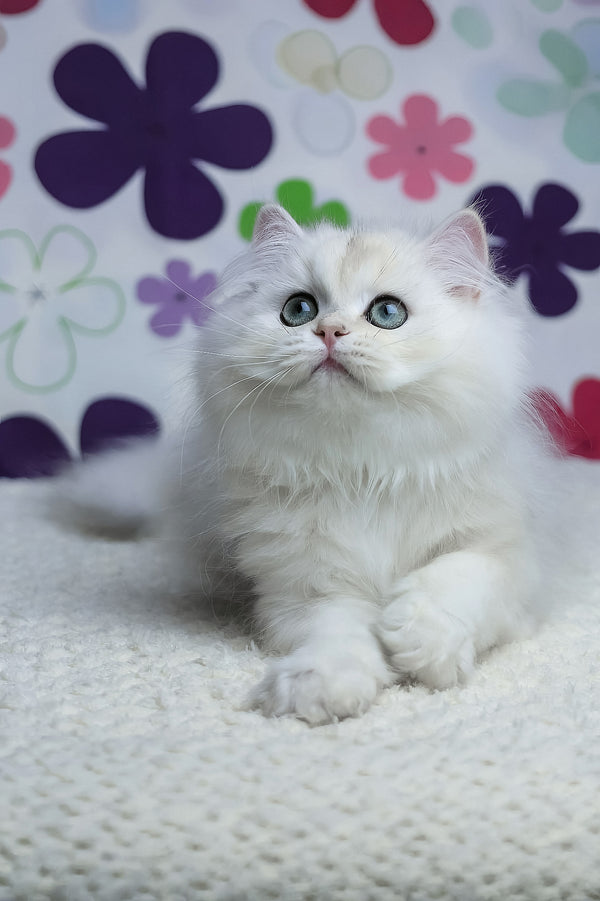 Yuki | British Longhair Kitten