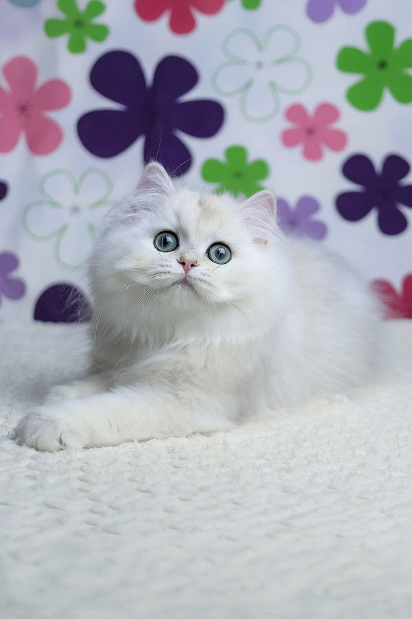 Yuki | British Longhair Kitten