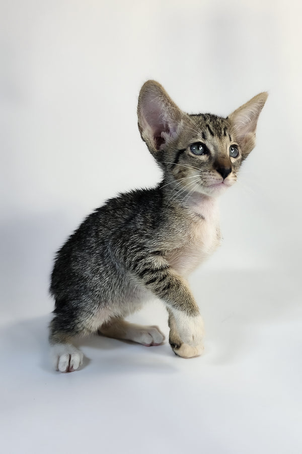 Yoshi | Oriental Shorthair Kitten