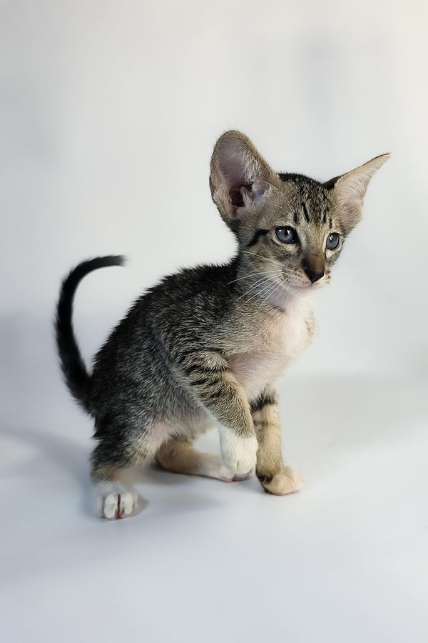 Yoshi | Oriental Shorthair Kitten