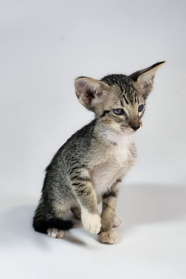 Yoshi | Oriental Shorthair Kitten