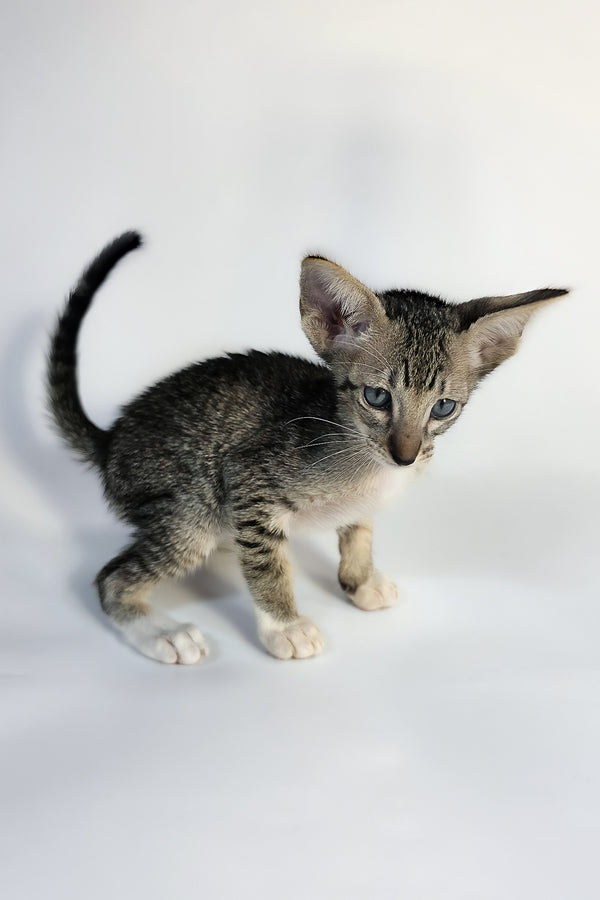 Yoshi | Oriental Shorthair Kitten