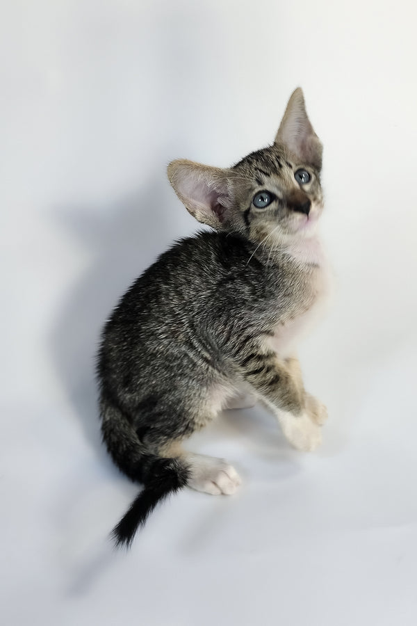 Yoshi | Oriental Shorthair Kitten