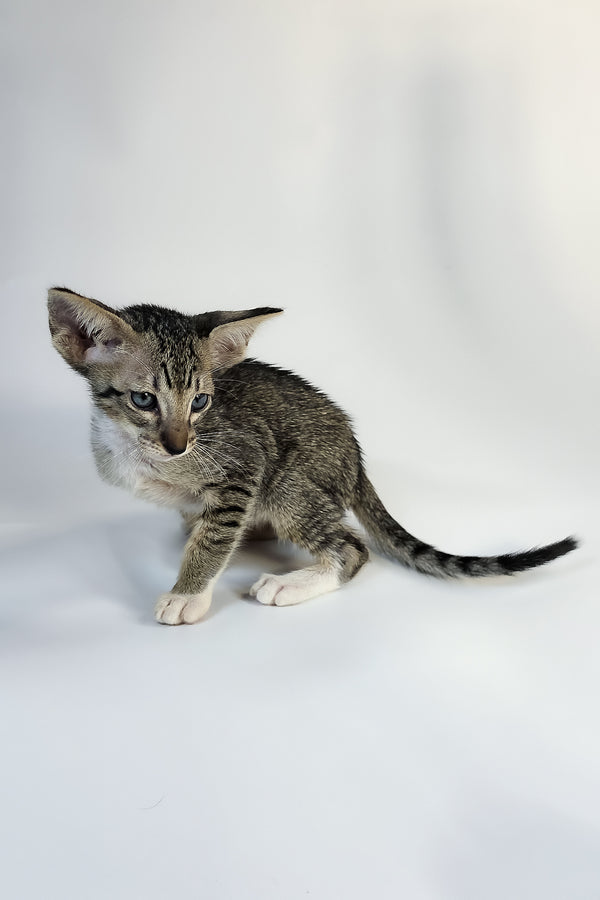Yoshi | Oriental Shorthair Kitten