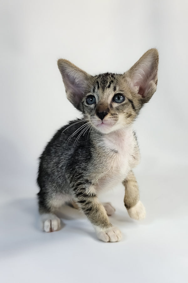 Yoshi | Oriental Shorthair Kitten