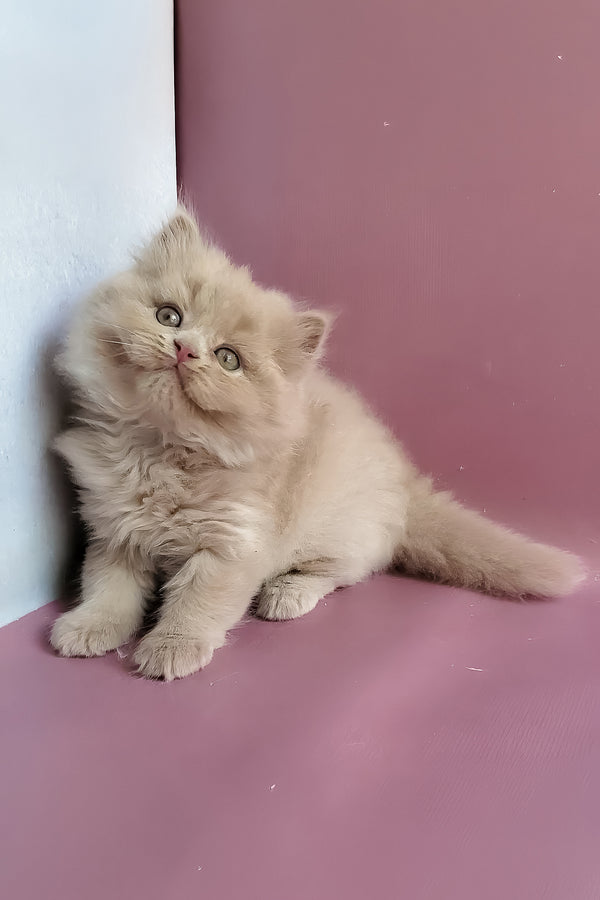 Yoshi | British Longhair Kitten