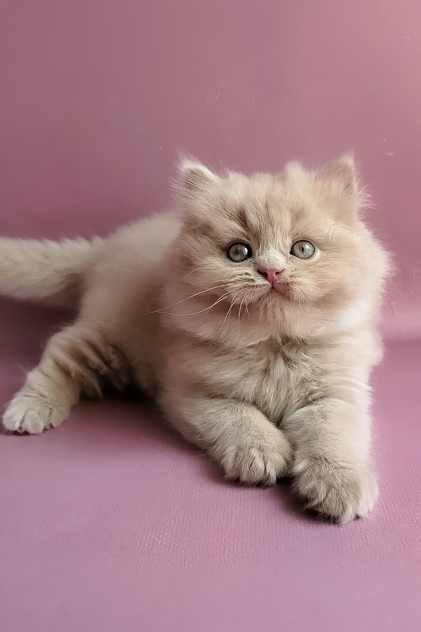 Yoshi | British Longhair Kitten