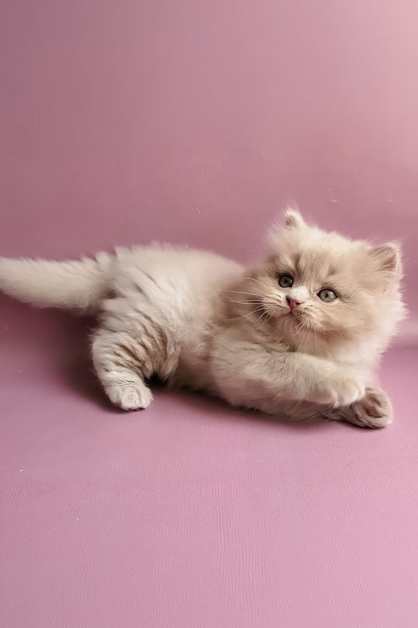 Yoshi | British Longhair Kitten