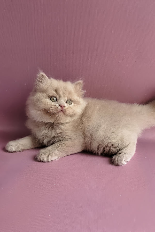 Yoshi | British Longhair Kitten