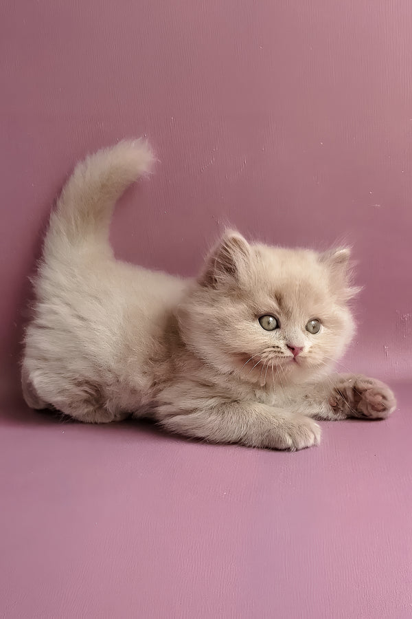 Yoshi | British Longhair Kitten