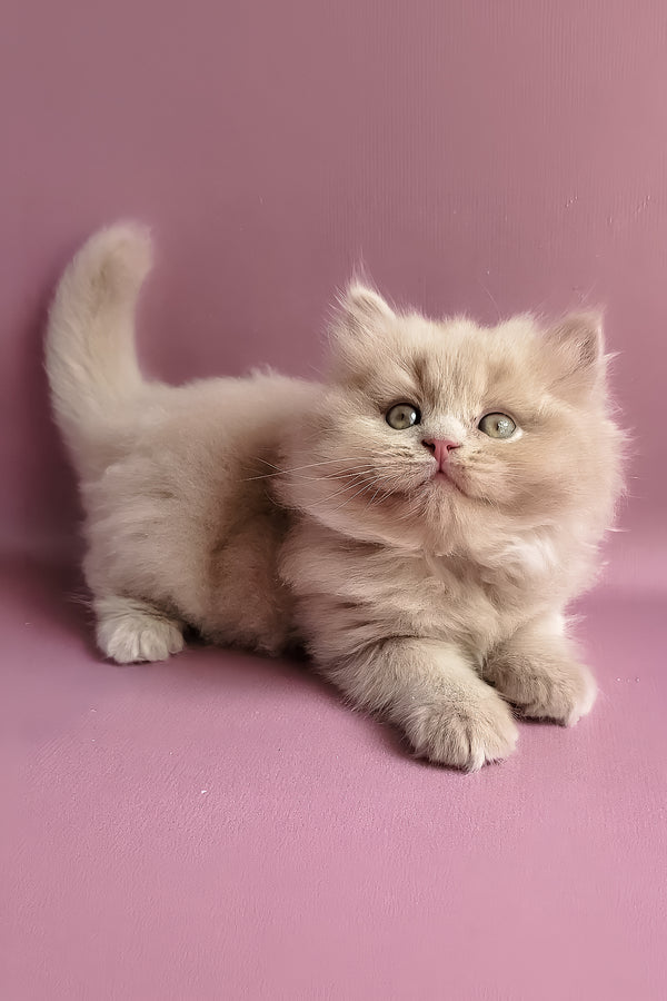 Yoshi | British Longhair Kitten