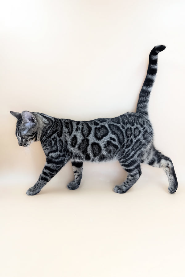 Yuki | Bengal Kitten