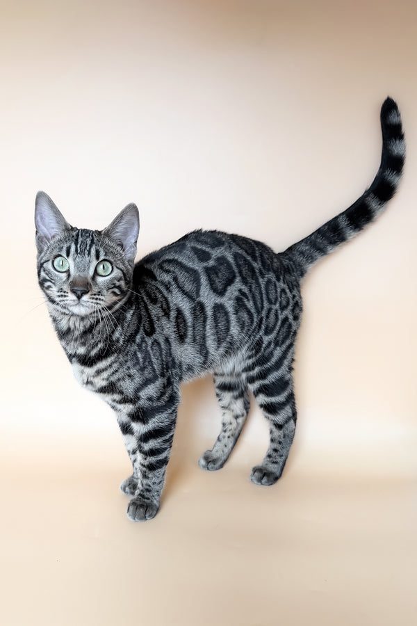 Yuki | Bengal Kitten