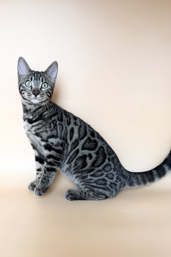 Yuki | Bengal Kitten