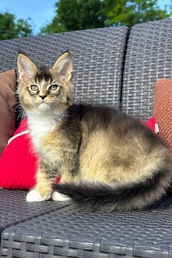 Yukon | Golden Maine Coon Kitten