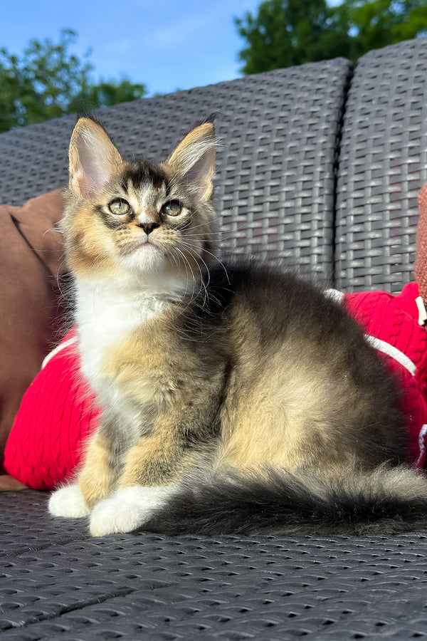 Yukon | Golden Maine Coon Kitten