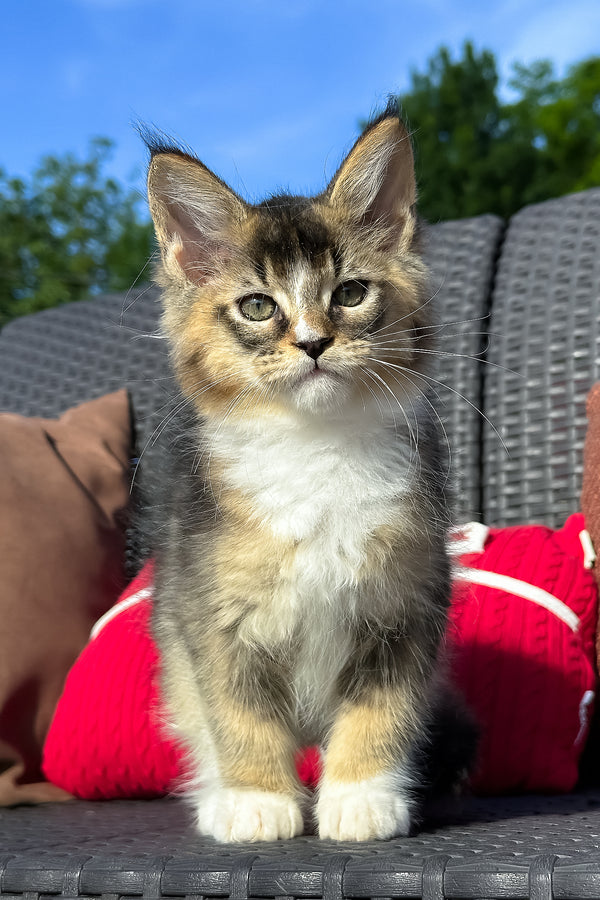 Yukon | Golden Maine Coon Kitten