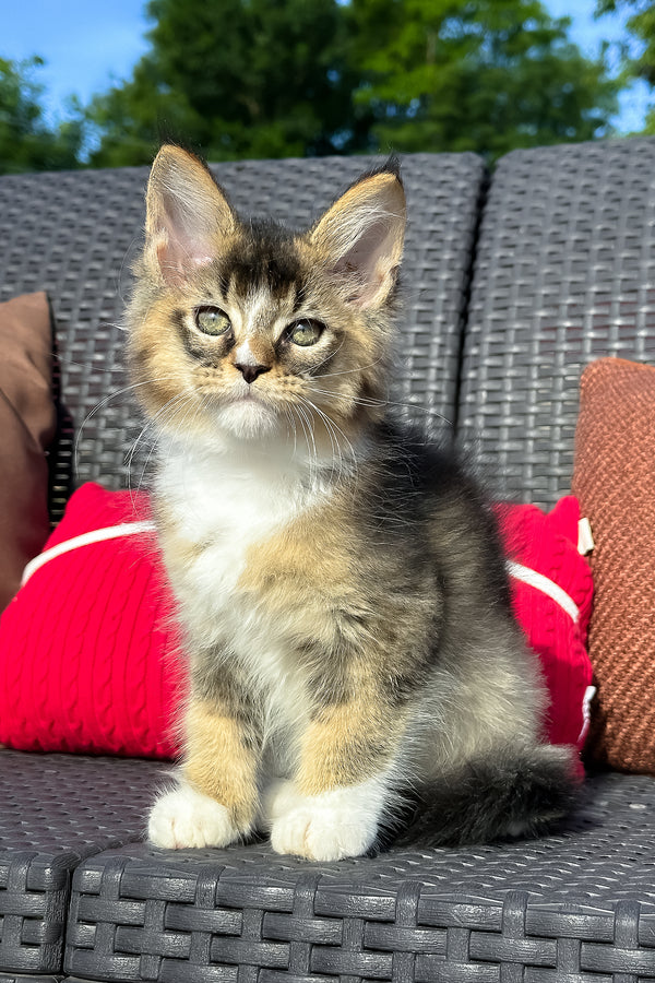 Yukon | Golden Maine Coon Kitten