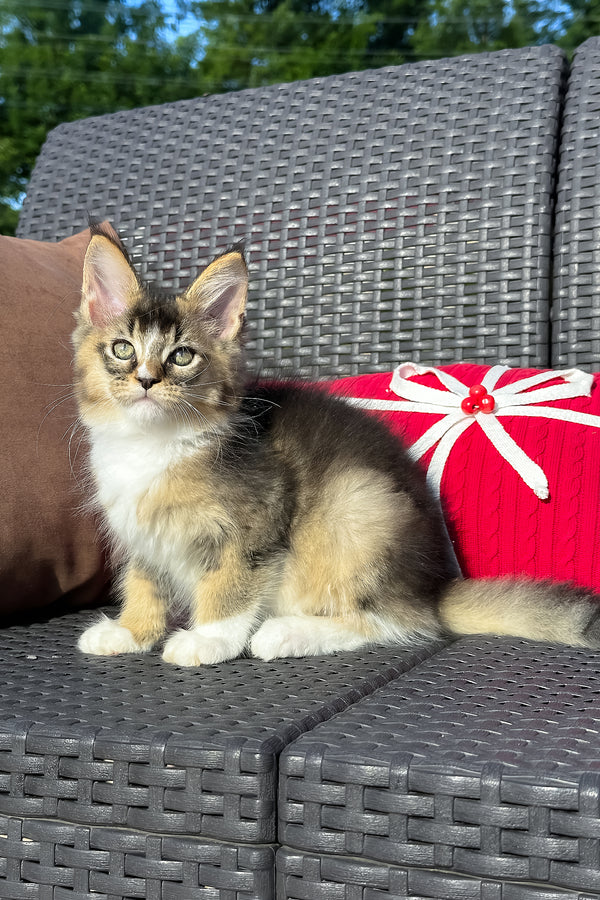 Yukon | Golden Maine Coon Kitten