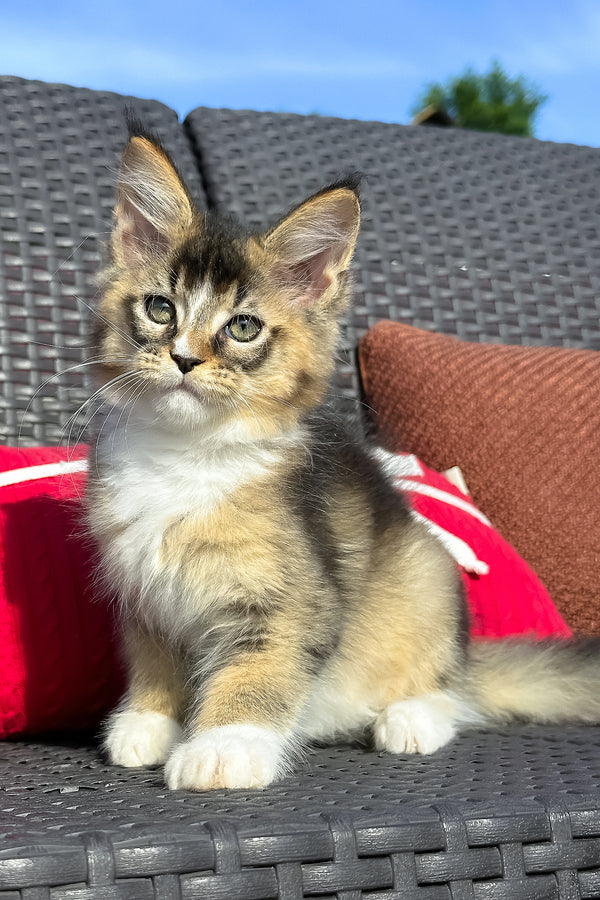 Yukon | Golden Maine Coon Kitten