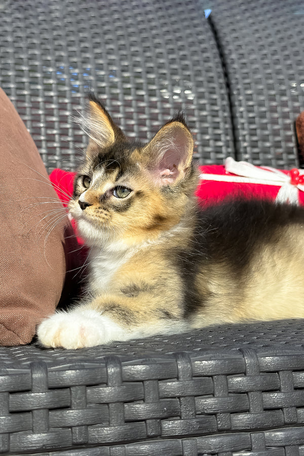 Yukon | Golden Maine Coon Kitten