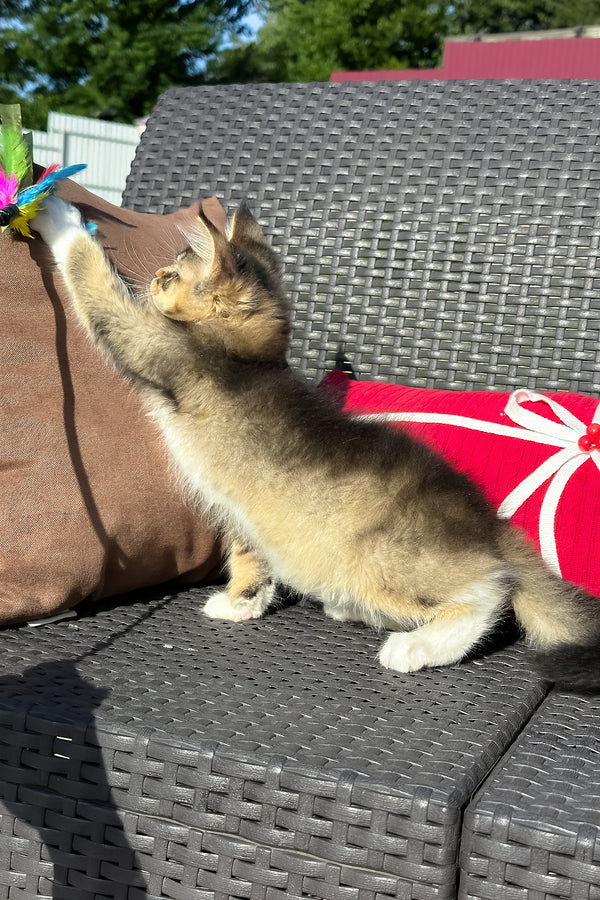 Yukon | Golden Maine Coon Kitten